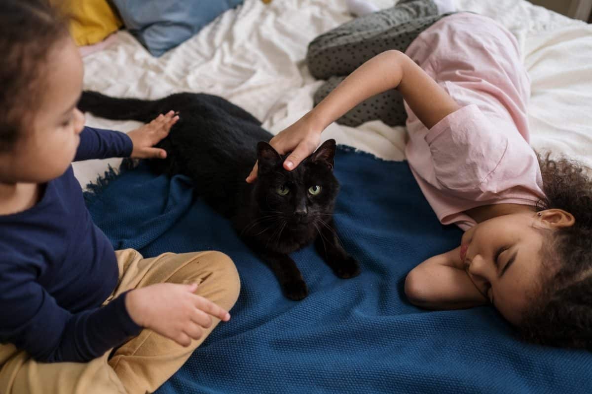 The separation of siblings and family law while playing with a cat